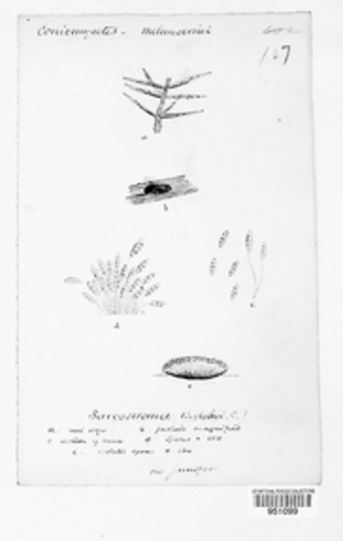 Discosiaceae image